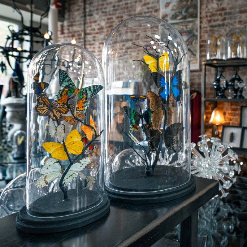 Gold Bug Gallery